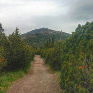 Pohled z Růžové hory na Sněžku