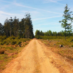 cesta od Malého Toku na Brdce