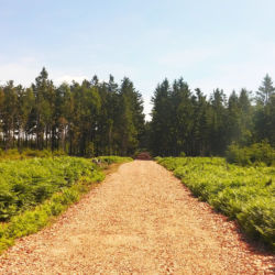 Cesta v okolí Malého Toku