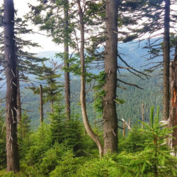 Králický Sněžník