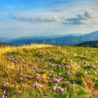 Rozkvetlá horská louka ve 1350 m.n.m. na kopci nad vesnicí O Cebreiro