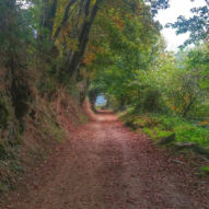 Cesta lesy a kopci na začátku Galície