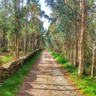 Jedna z nejkrásnějších částí Camina - cesta na Finisterre